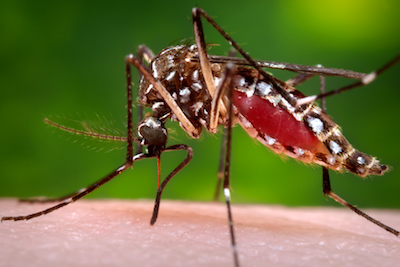 Mosquito-borne Zika Virus
